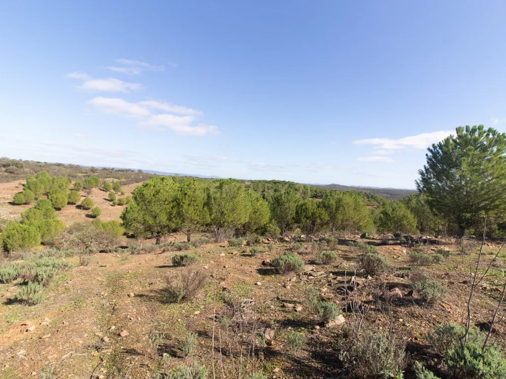 Terreno em Vila Verde de Ficalho | Oportunidade Única com 35,48 Hectares no Coração do Alentejo - Image 9