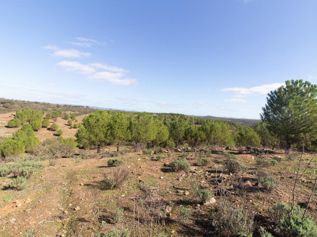 Terreno em Vila Verde de Ficalho | Oportunidade Única com 35,48 Hectares no Coração do Alentejo - Image 7