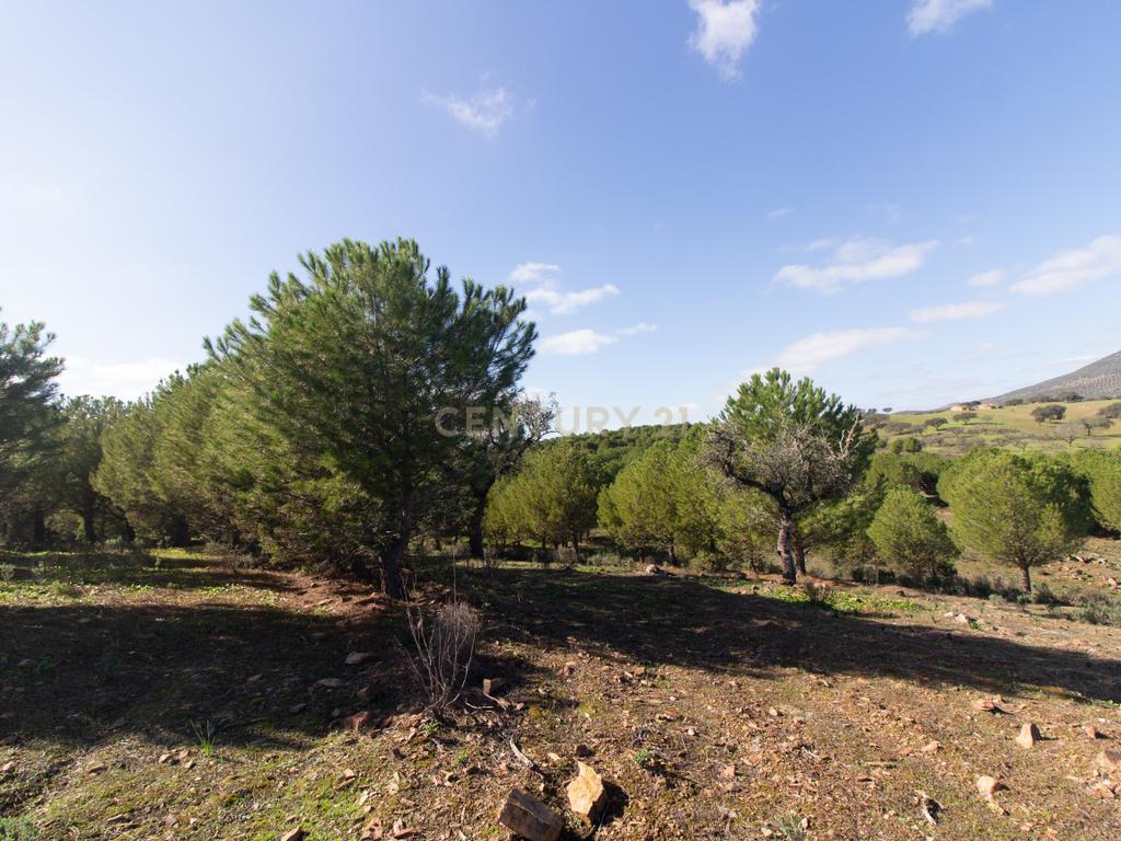 Terreno em Vila Verde de Ficalho | Oportunidade Única com 35,48 Hectares no Coração do Alentejo - Image 11