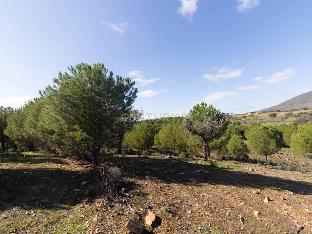 Terreno em Vila Verde de Ficalho | Oportunidade Única com 35,48 Hectares no Coração do Alentejo - Image 6