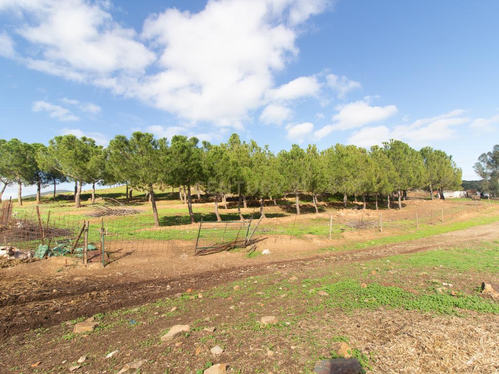 Terreno em Vila Verde de Ficalho | Oportunidade Única com 35,48 Hectares no Coração do Alentejo - Image 3