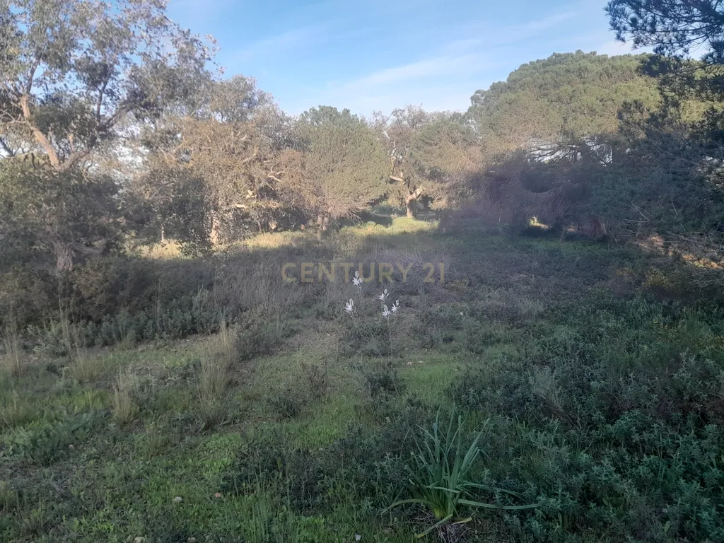 Terreno Zona Calma - Image 6