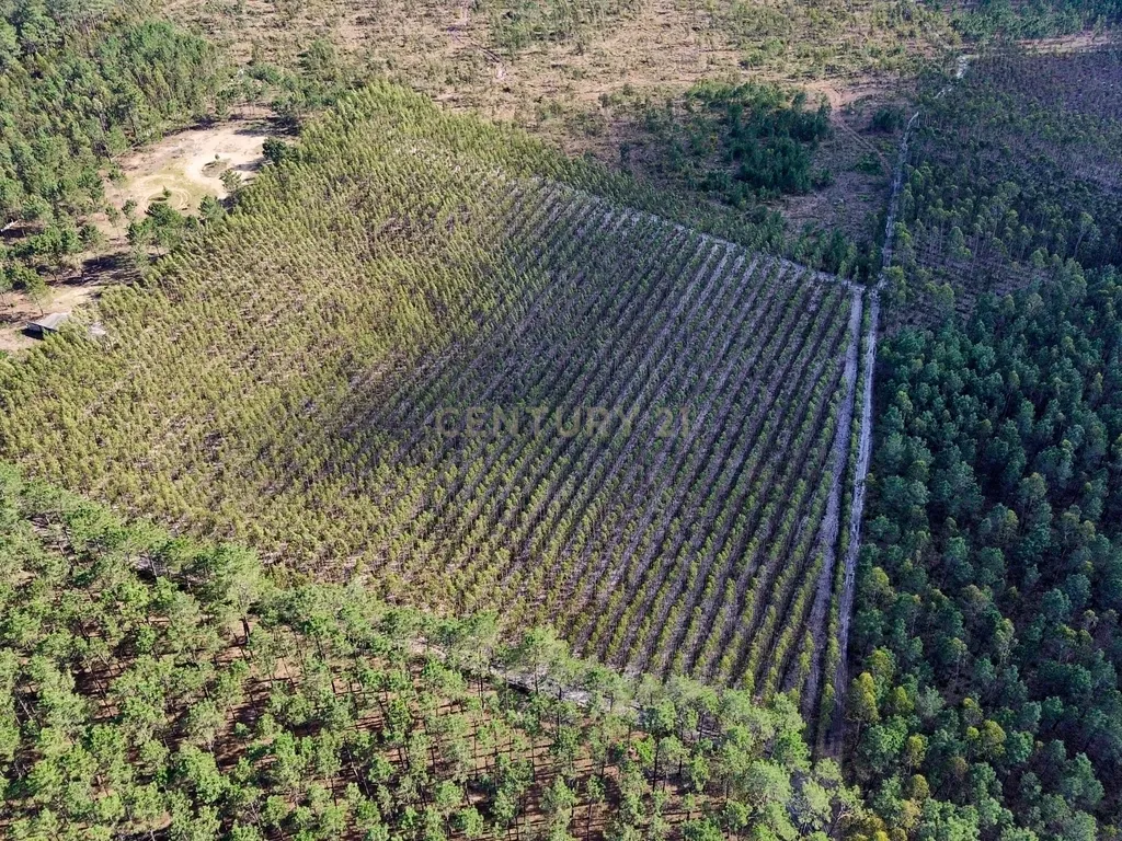 Terreno na Marinha Grande - Image 6