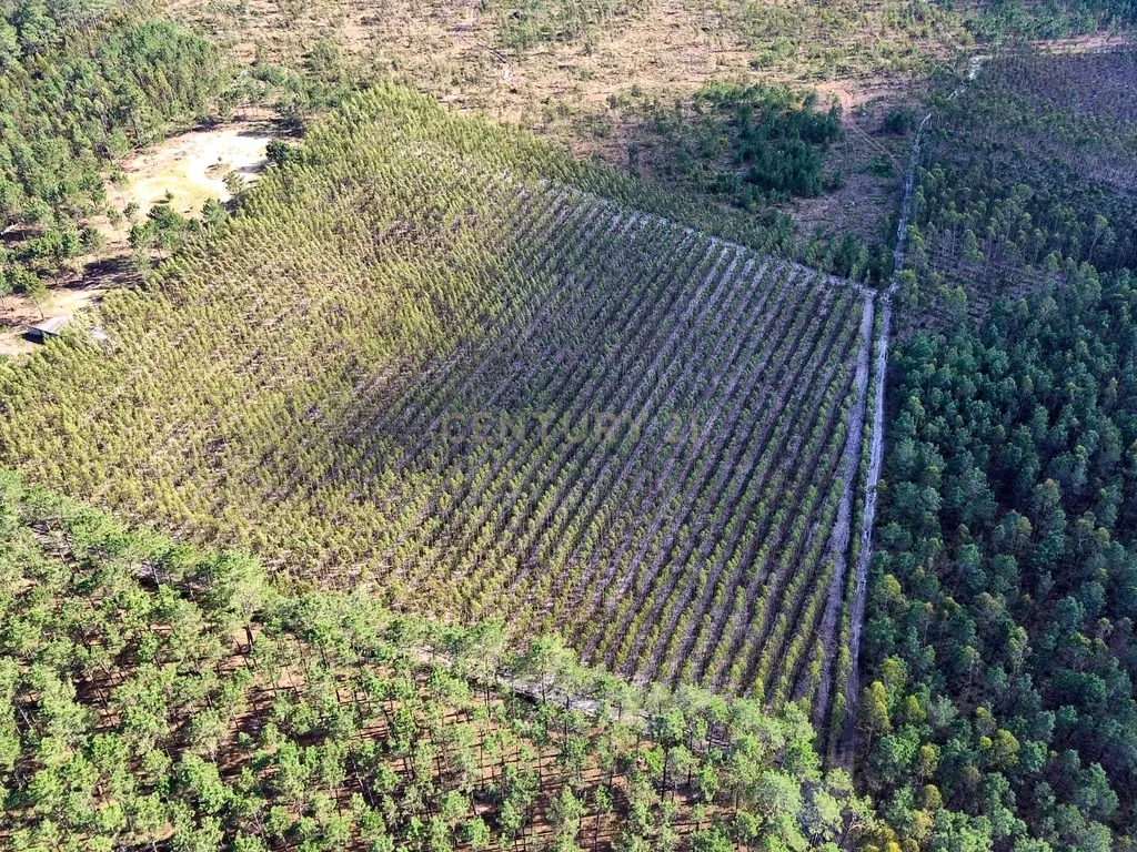 Terreno na Marinha Grande - Image 3