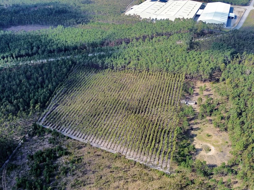 Terreno na Marinha Grande - Image 17