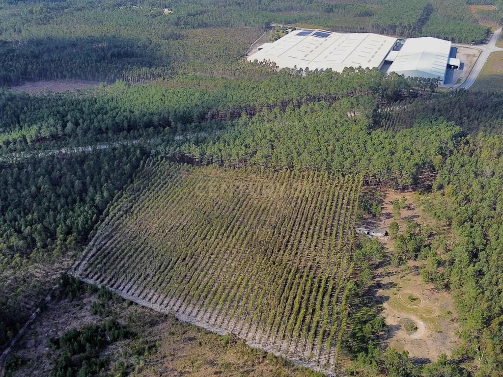 Terreno na Marinha Grande - Image 9