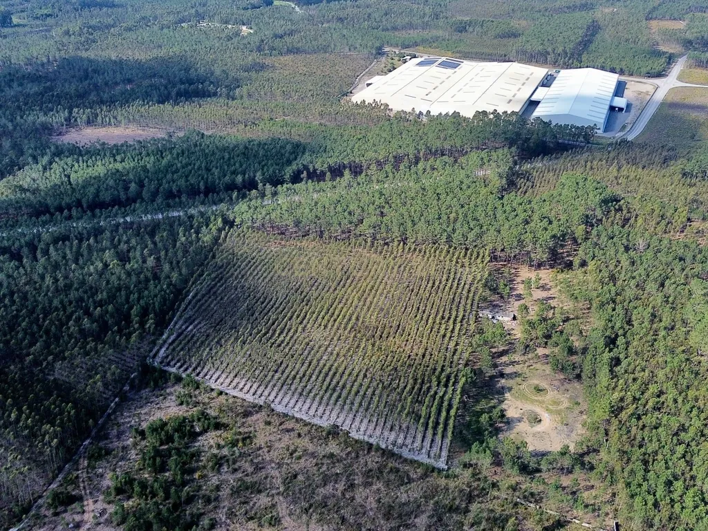 Terreno na Marinha Grande - Image 5