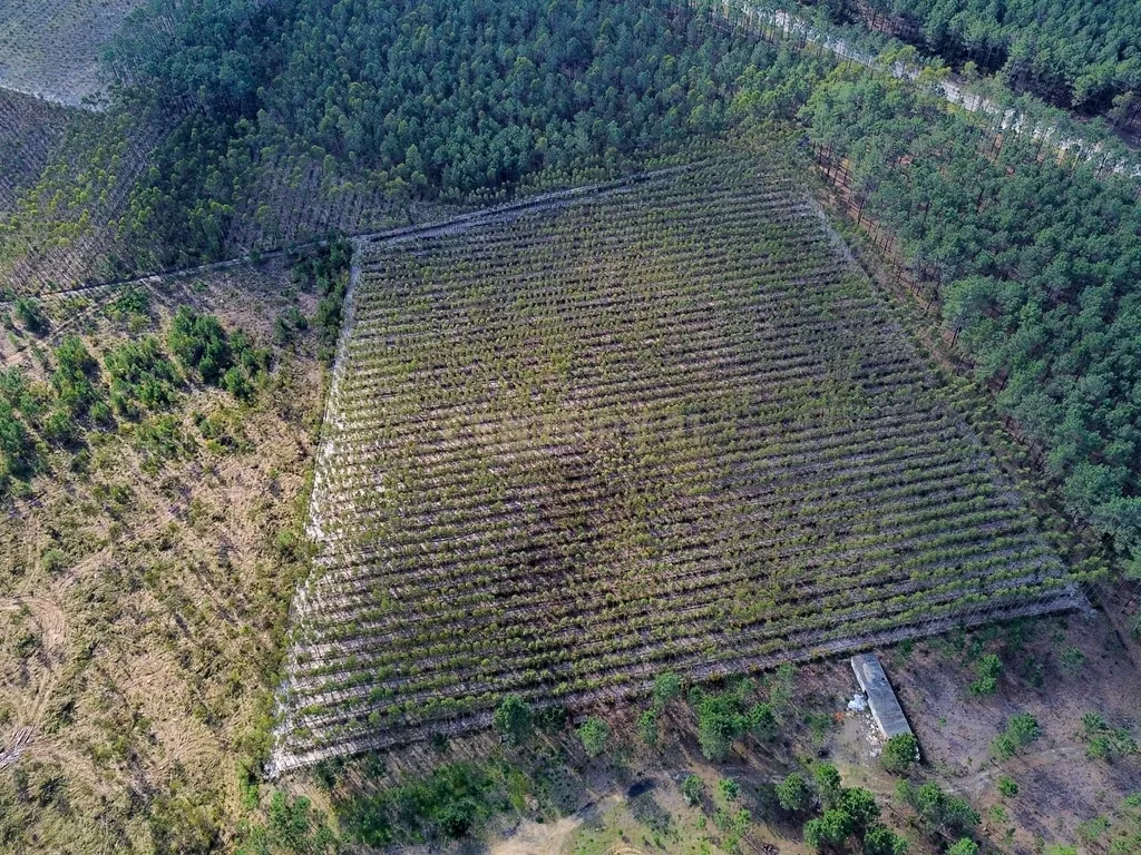 Terreno na Marinha Grande - Image 8