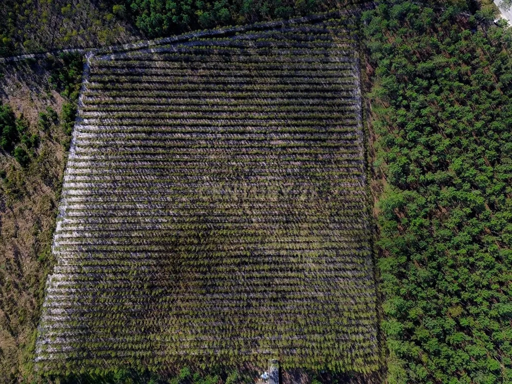 Terreno na Marinha Grande - Image 4