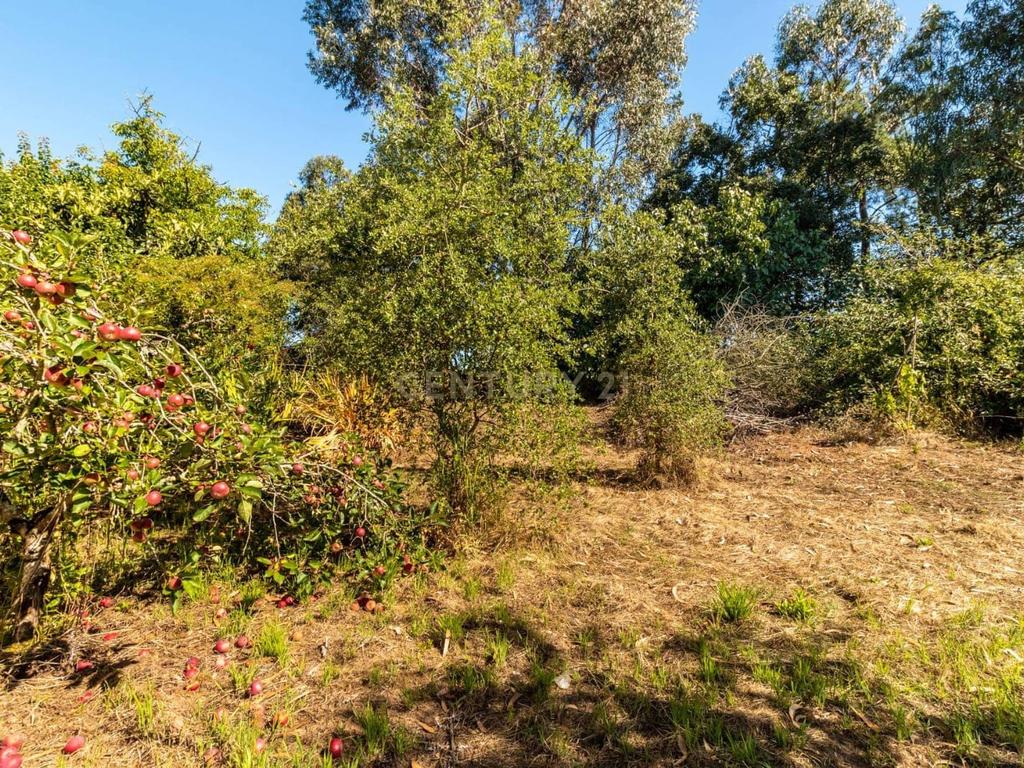 Terreno Rustico - Image 1