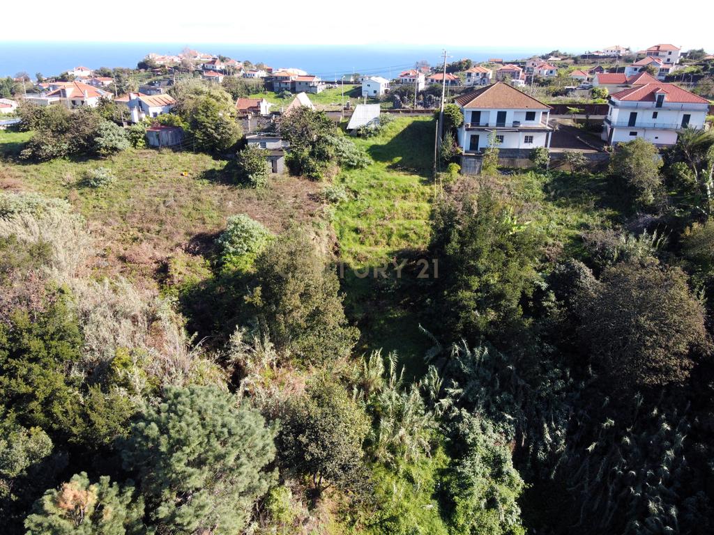 Terreno Laurissilva - Santana - Image 14