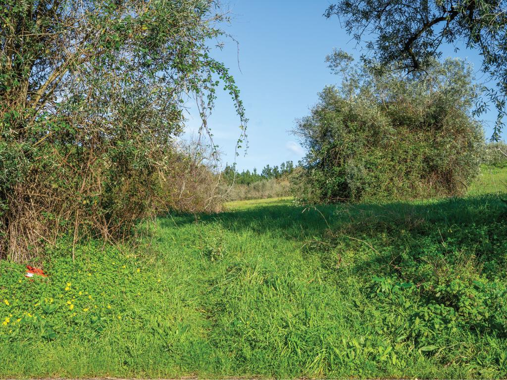 Terreno com viabilidade de Construção em Cernache, Coimbra. - Image 13