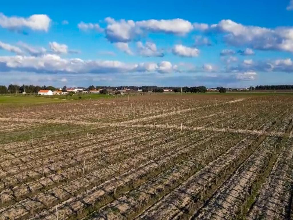Sto. Isidro de Pegões, Palmela - Prédio Rústico com 60200 m2 com plantação de Vinha em produção - Image 6