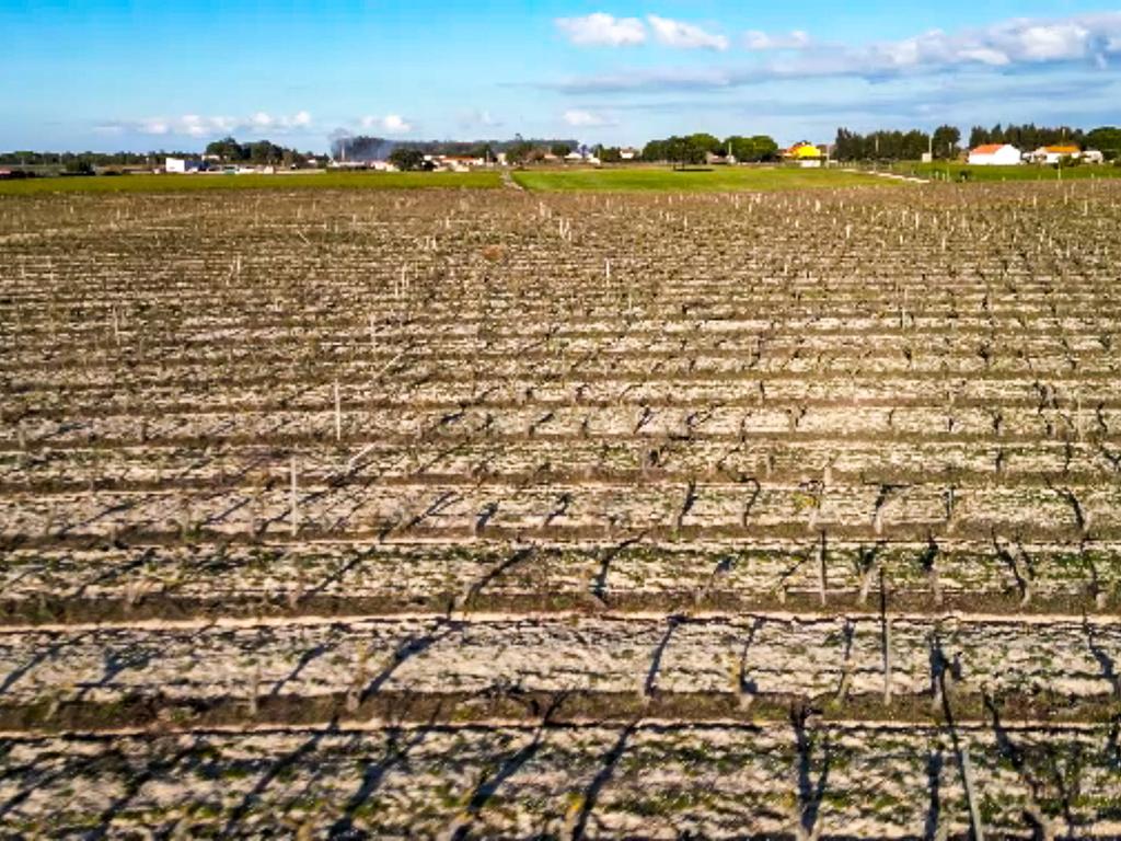 Sto. Isidro de Pegões, Palmela - Prédio Rústico com 60200 m2 com plantação de Vinha em produção - Image 1