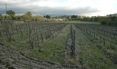 Quinta em Gouveia, com 4,4ha, para Venda - Image 11