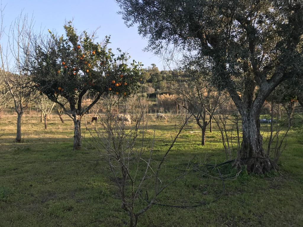 Quinta localizada em Amieira do Tejo, em Nisa, distrito de Portalegre - Image 20