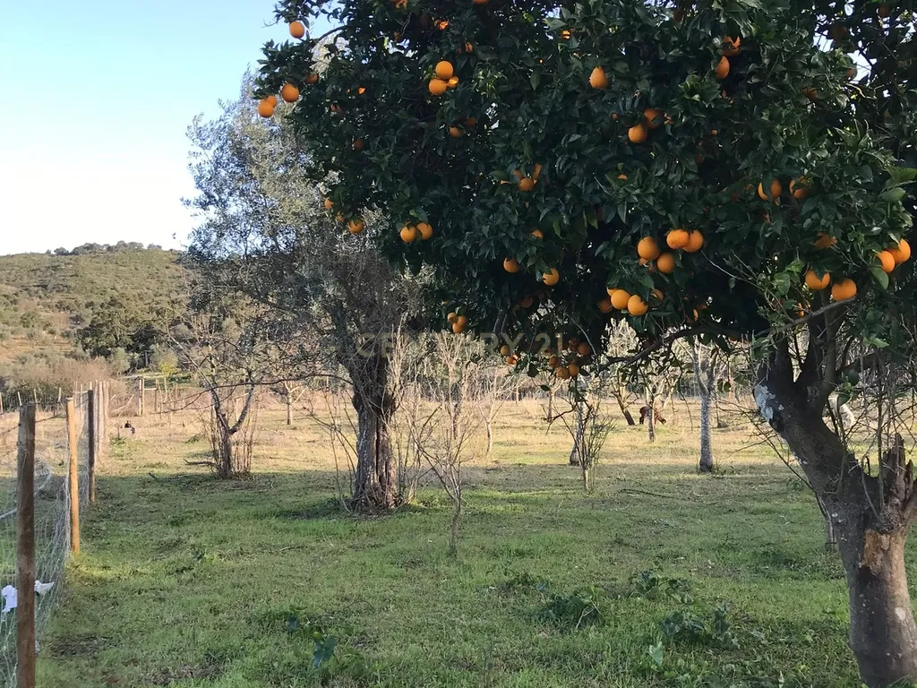 Quinta localizada em Amieira do Tejo, em Nisa, distrito de Portalegre - Image 13