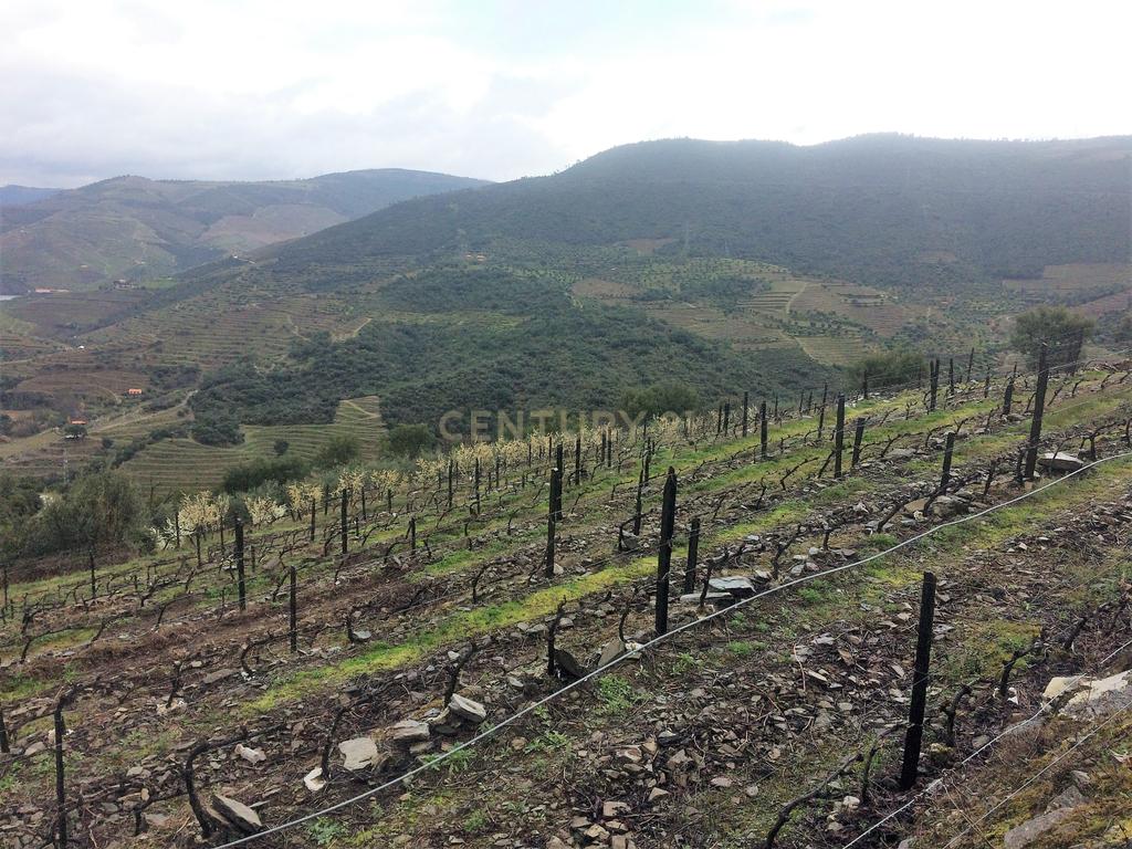 Propriedade no Vale do Douro com Vinhas Automatizadas. - Image 4