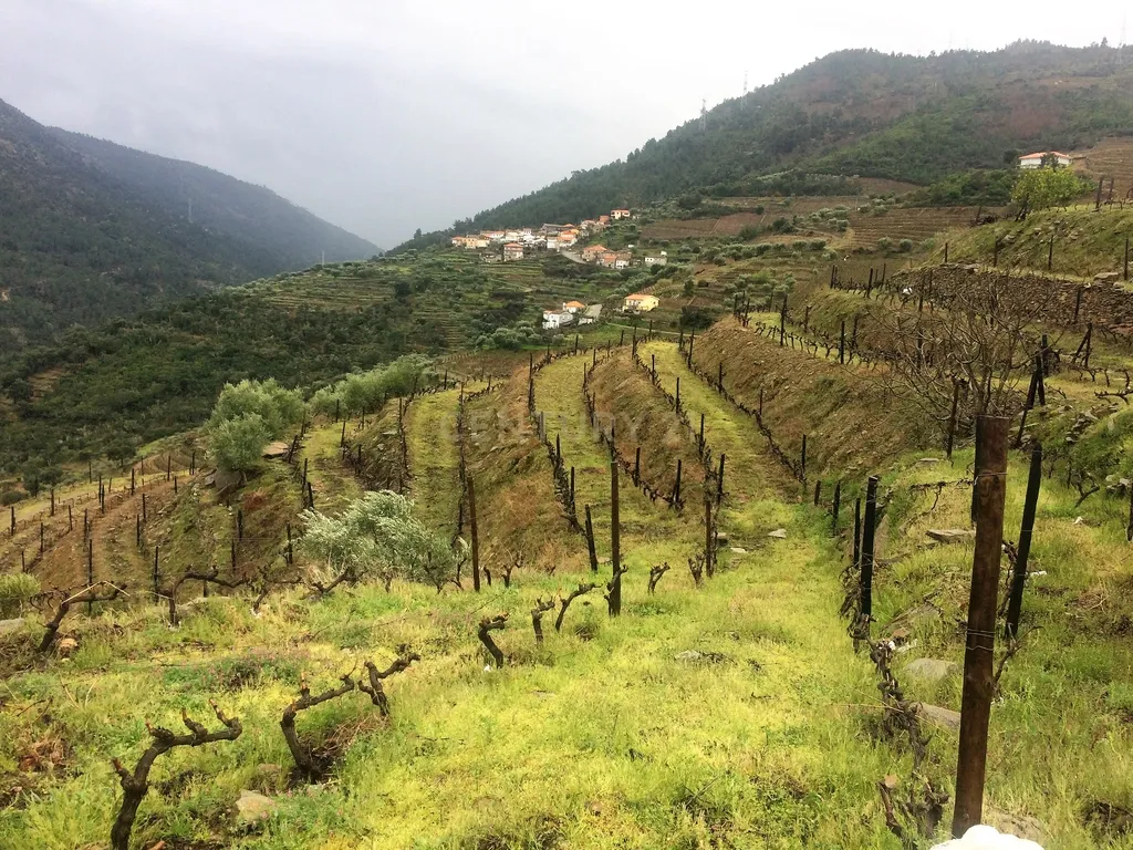 Propriedade no Vale do Douro com Vinhas Automatizadas. - Image 3