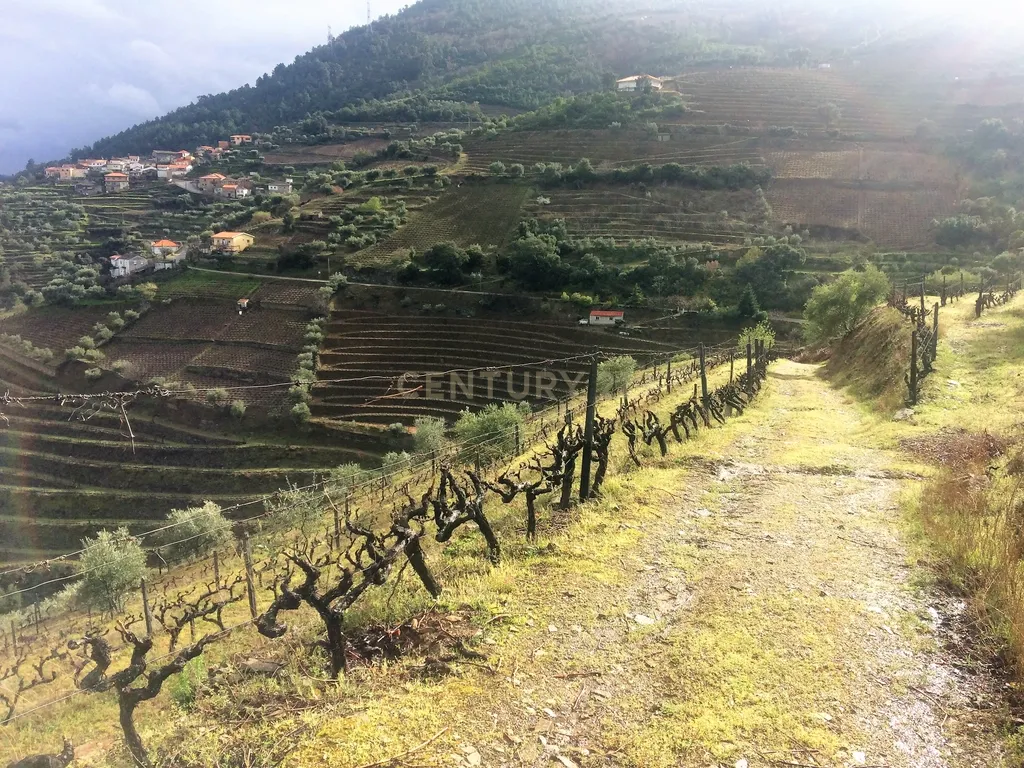 Propriedade no Vale do Douro com Vinhas Automatizadas. - Image 1