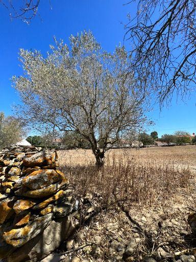 Casa antiga e terreno no Alentejo | São Pedro de Solis - Image 5