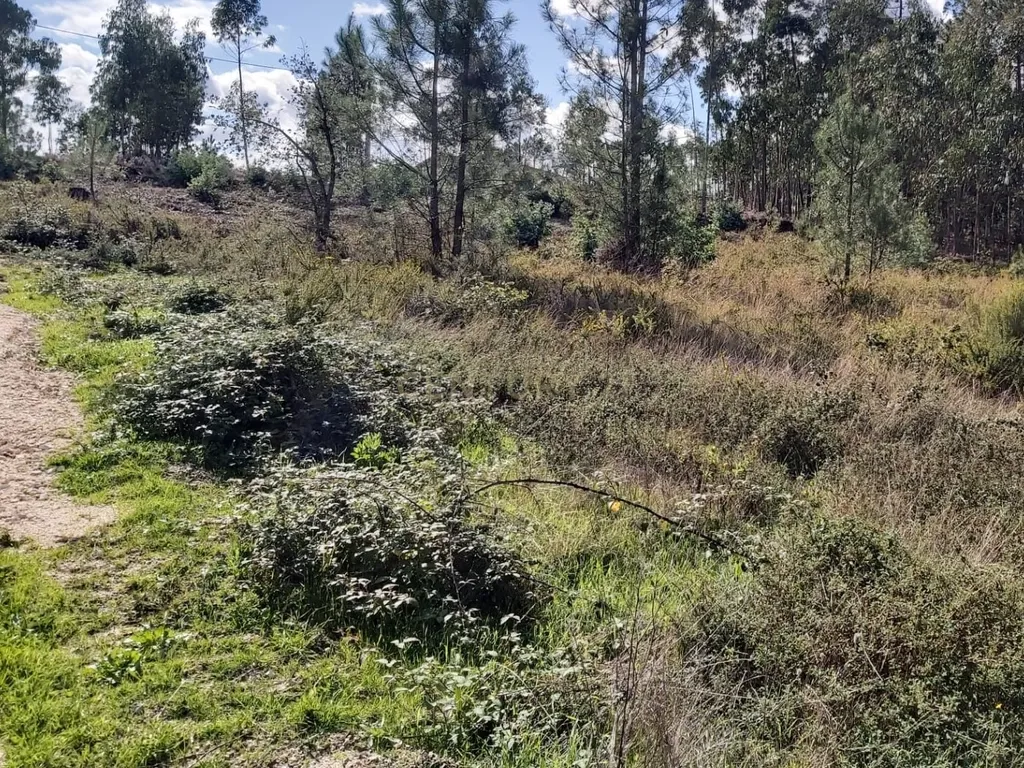 Terreno em Almagreira, Pombal - Image 13