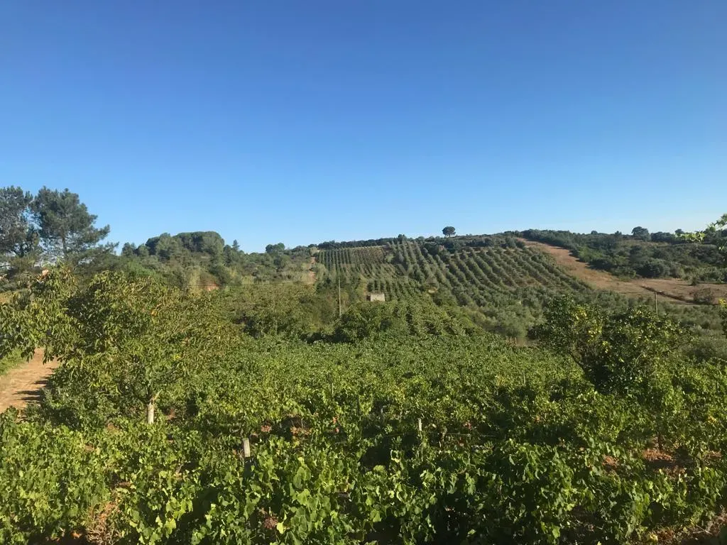 Quinta no Cartaxo - Image 6