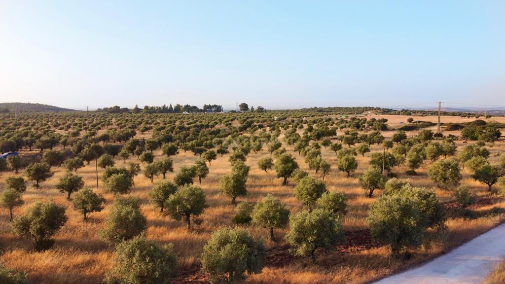 Terreno rústico com 135.500 m2 em solo urbano, urbanizável - em Estremoz - Image 2