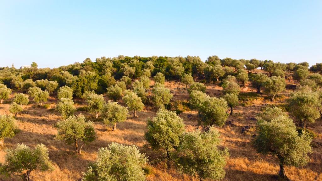 Terreno rústico com 135.500 m2 em solo urbano, urbanizável - em Estremoz - Image 4