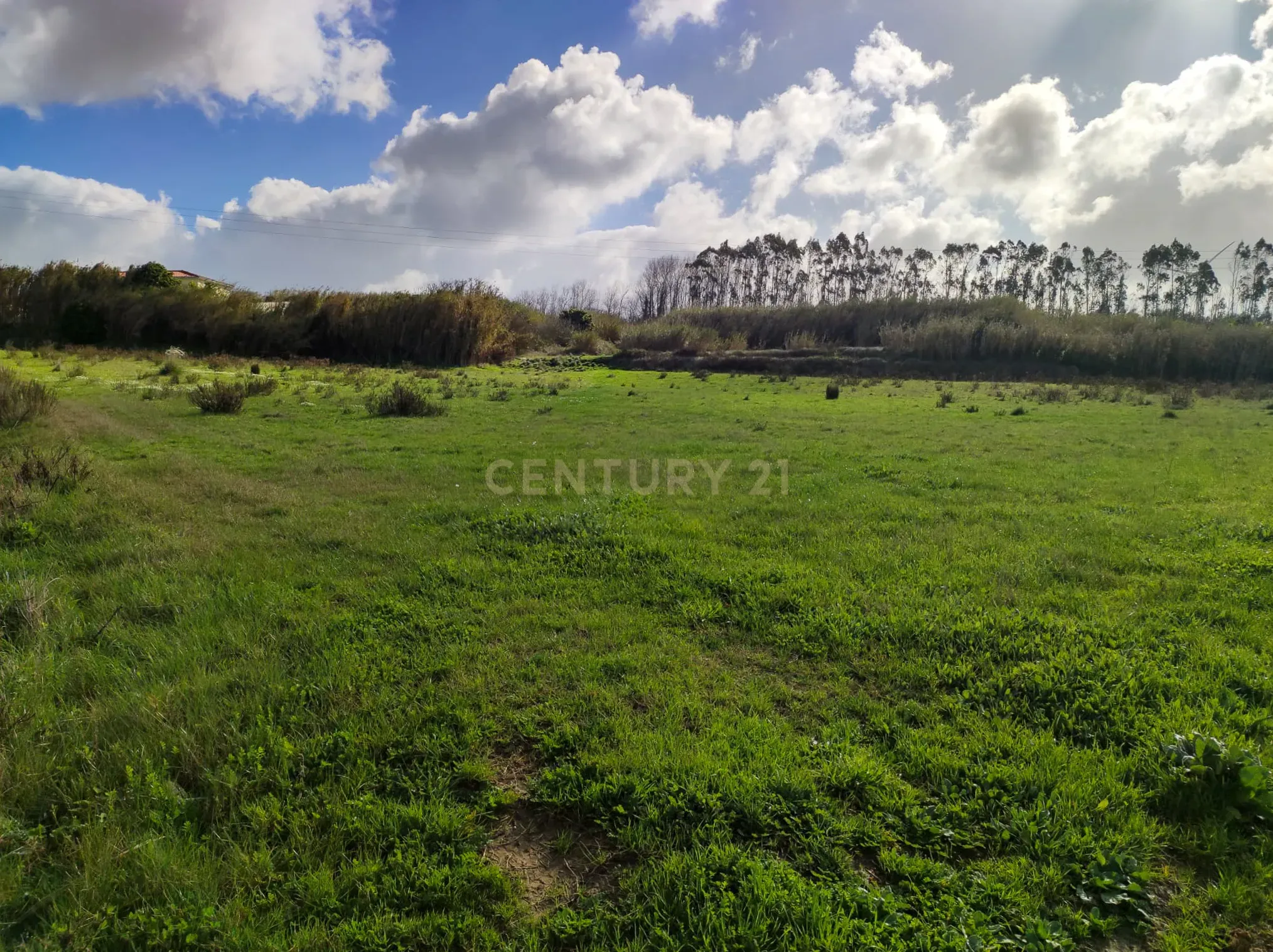 **Terreno rústico com 5920 m2 - Reguengo Pequeno - Lourinhã ** - Image 8
