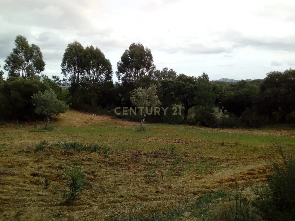 Terreno Rústico, Salgueiro do Campo - Image 7
