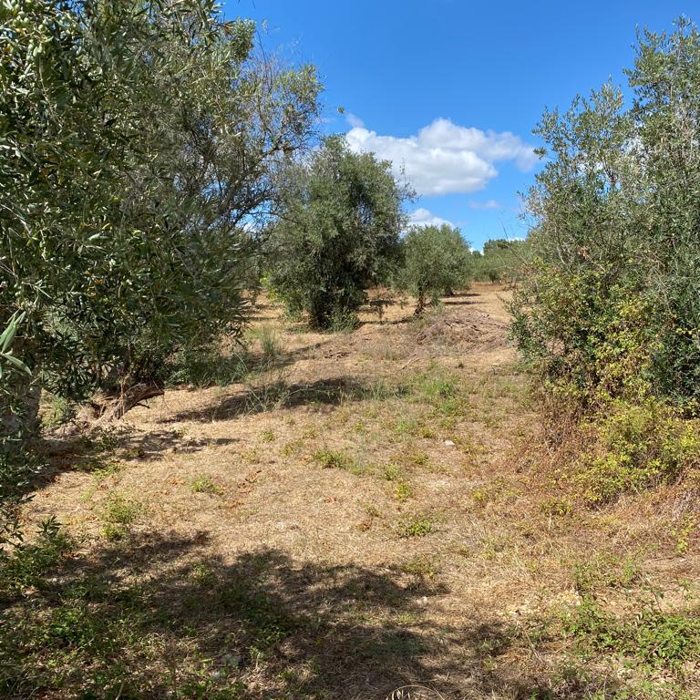Terreno rustico para Venda em Serra /Junceira- Tomar - Image 2