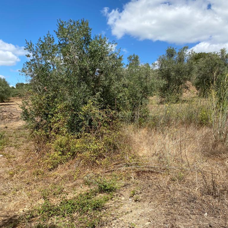 Terreno rustico para Venda em Serra /Junceira- Tomar - Image 4