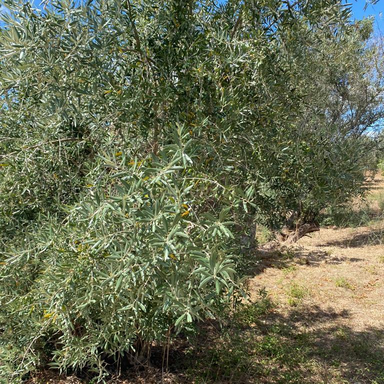 Terreno rustico para Venda em Serra /Junceira- Tomar - Image 5