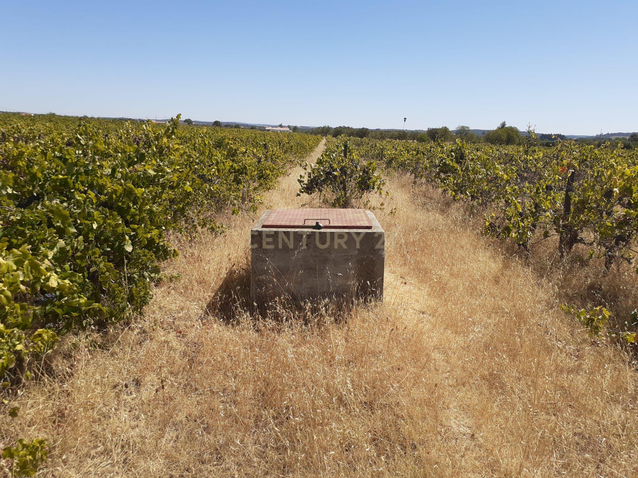 Quinta Vale de Sobrados - Redondo - Image 9