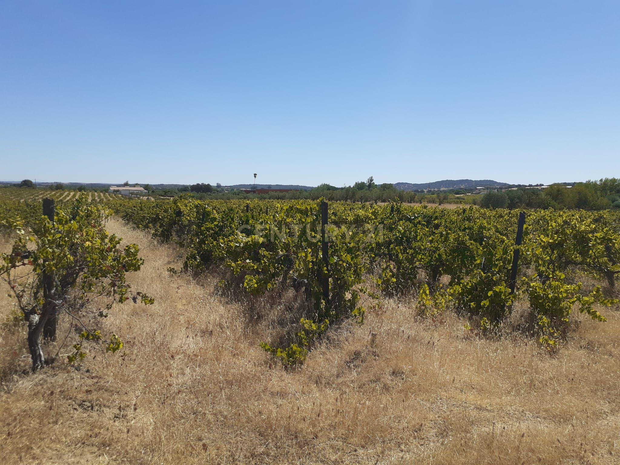 Quinta Vale de Sobrados - Redondo - Image 12