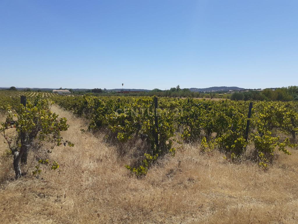 Quinta Vale de Sobrados - Redondo - Image 12