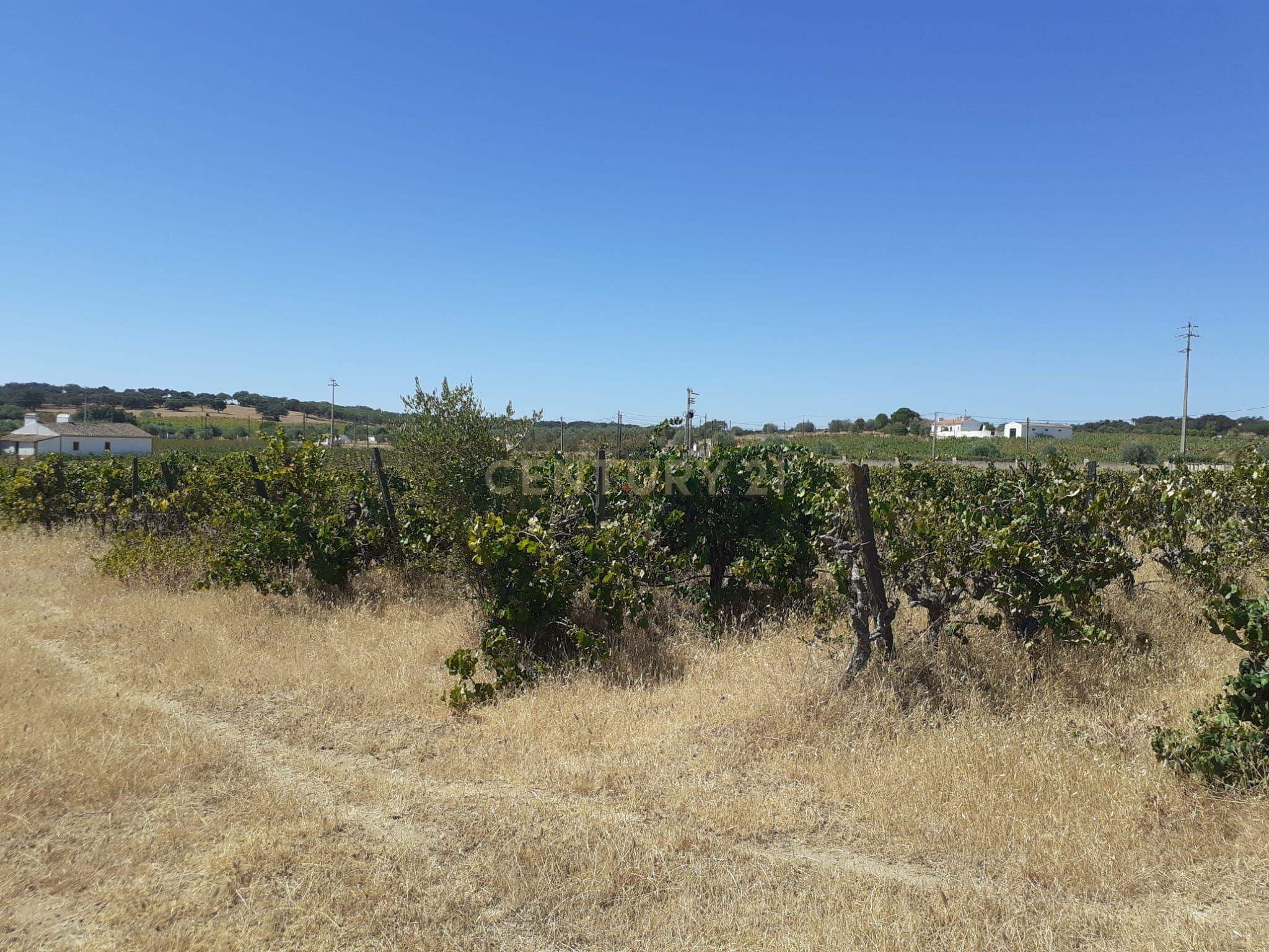 Quinta Vale de Sobrados - Redondo - Image 10