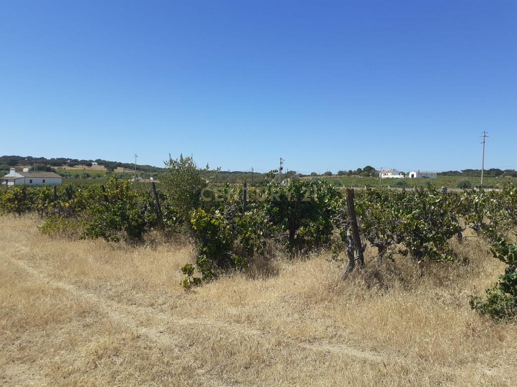 Quinta Vale de Sobrados - Redondo - Image 10