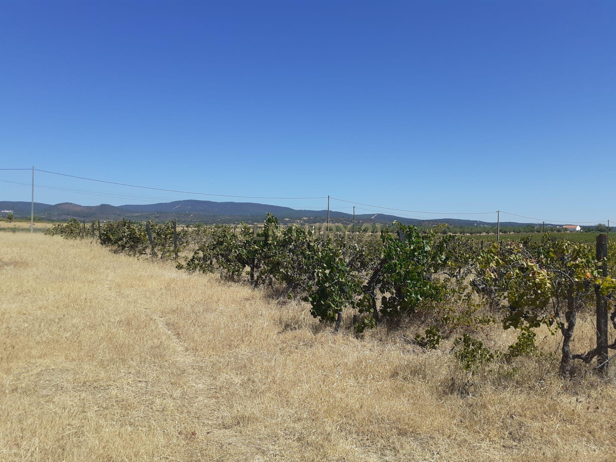 Quinta Vale de Sobrados - Redondo - Image 13