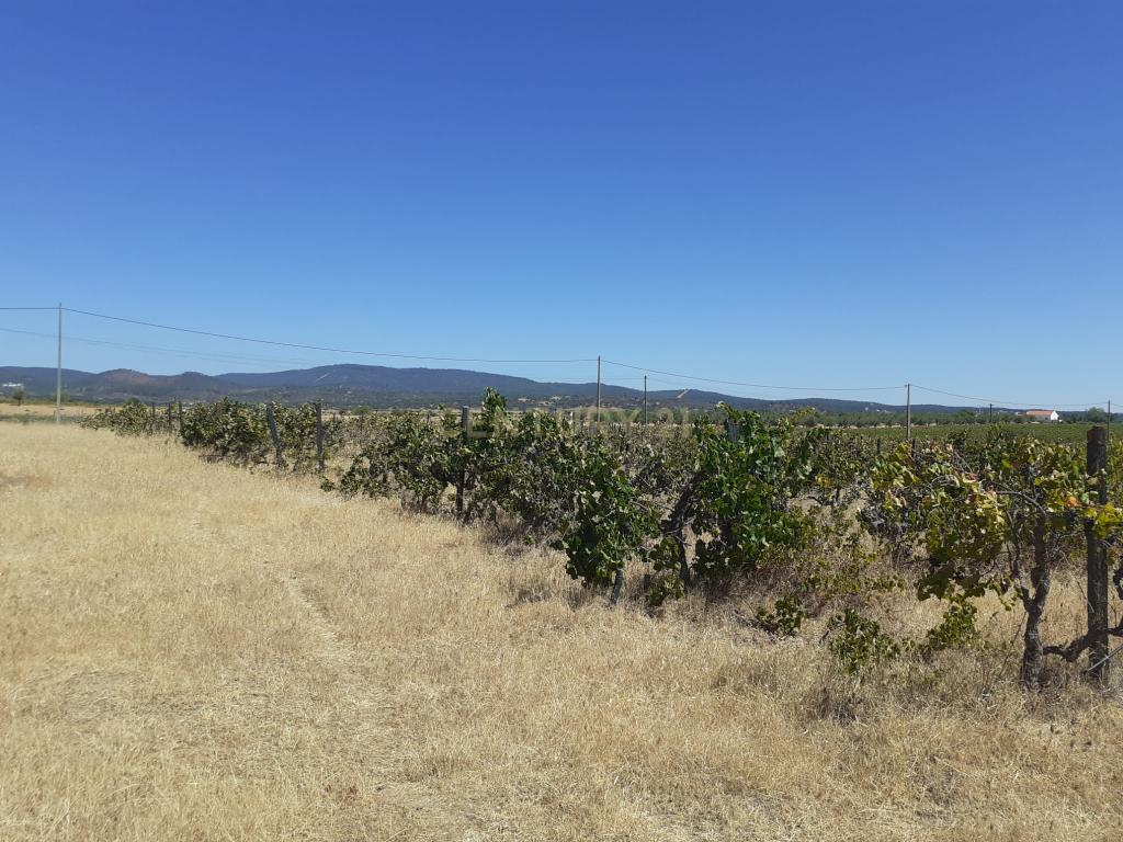 Quinta Vale de Sobrados - Redondo - Image 13