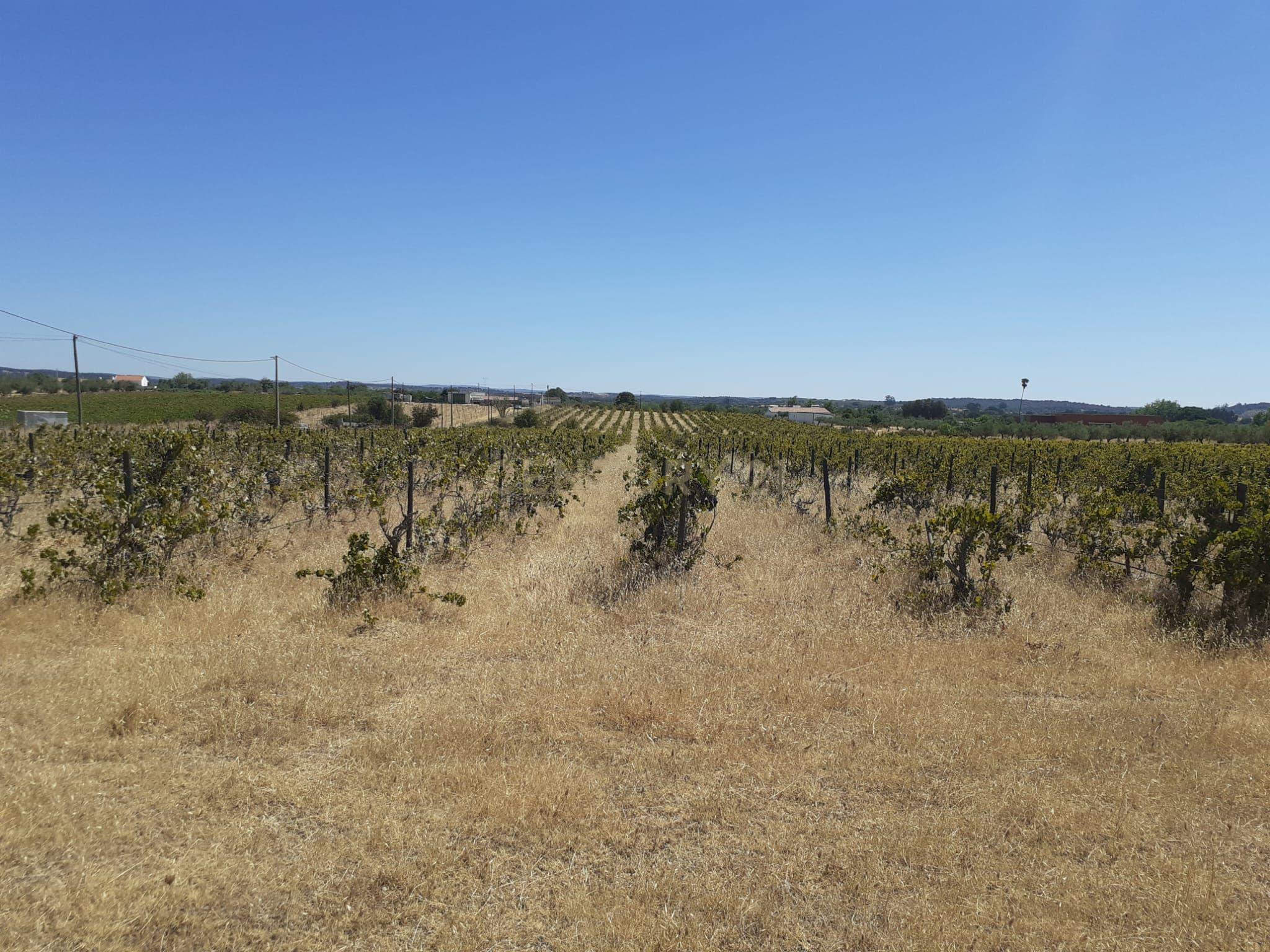 Quinta Vale de Sobrados - Redondo - Image 14