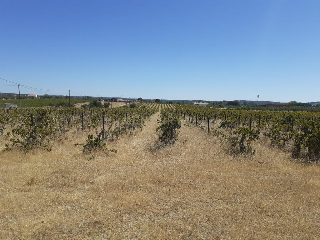 Quinta Vale de Sobrados - Redondo - Image 14