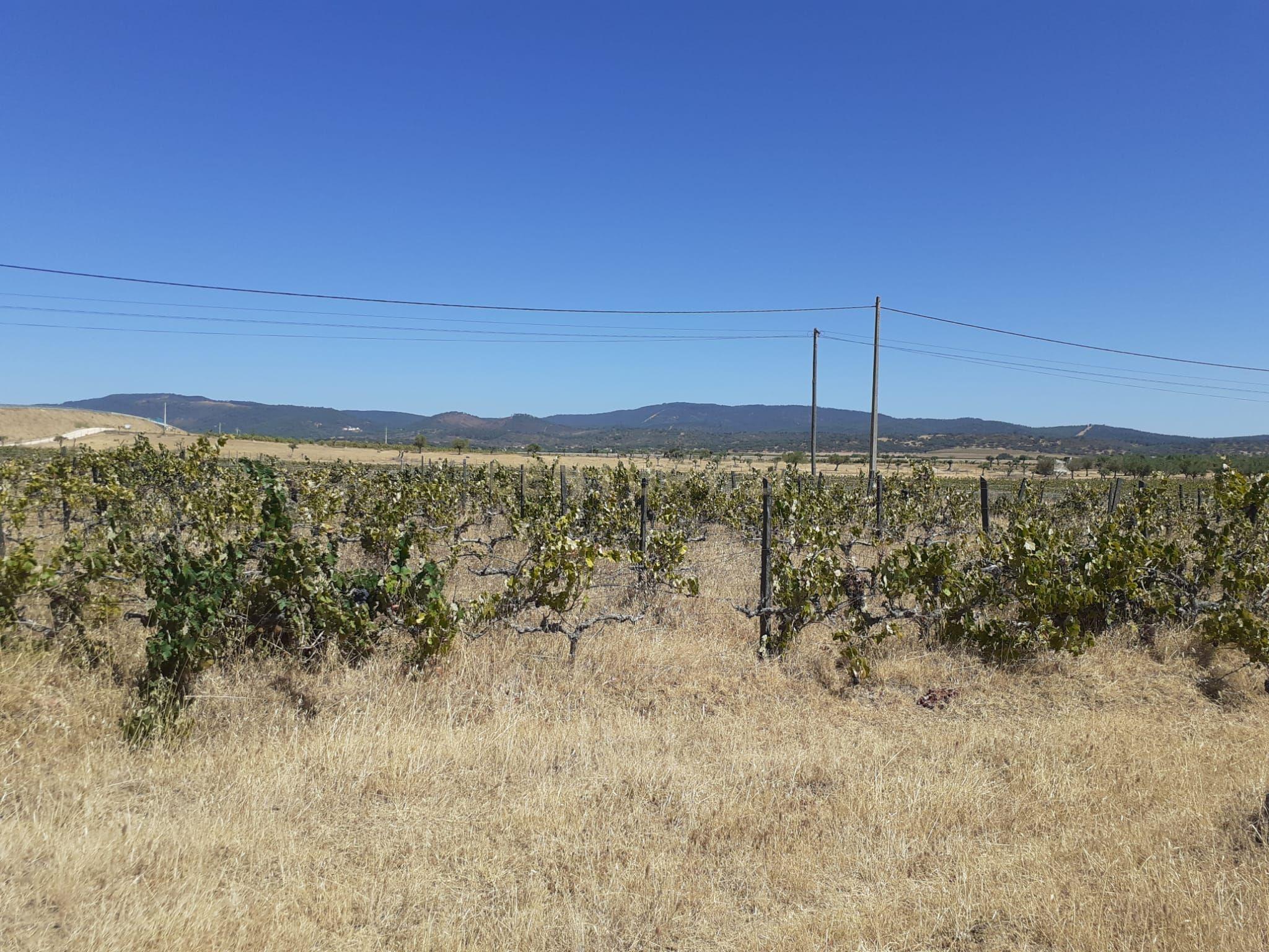 Quinta Vale de Sobrados - Redondo - Image 18