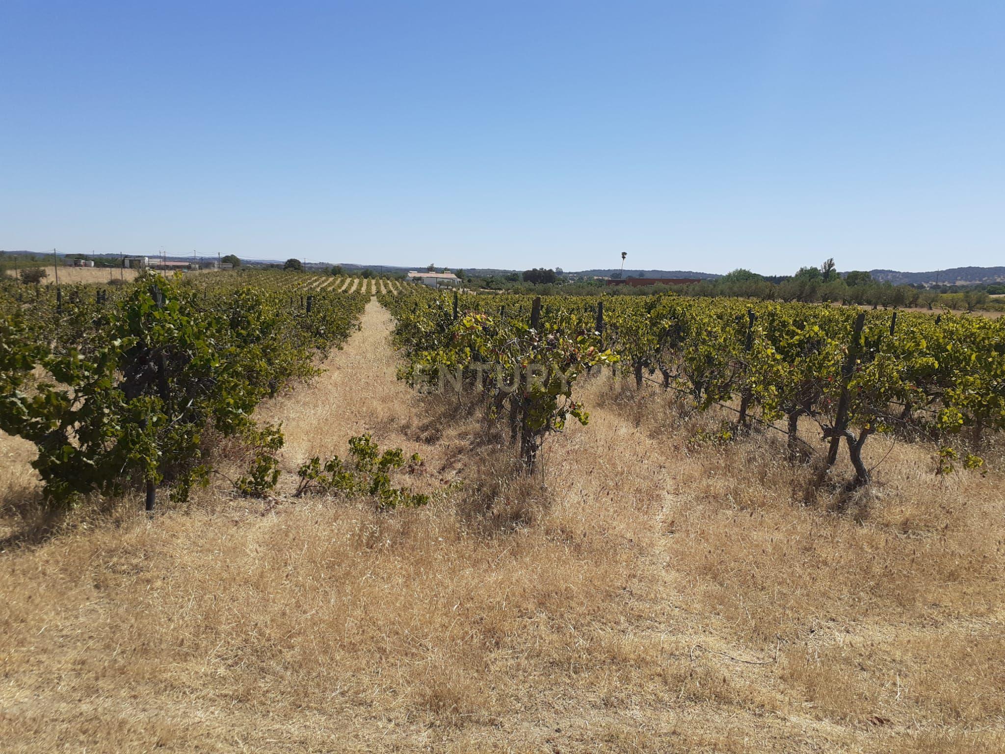 Quinta Vale de Sobrados - Redondo - Image 11