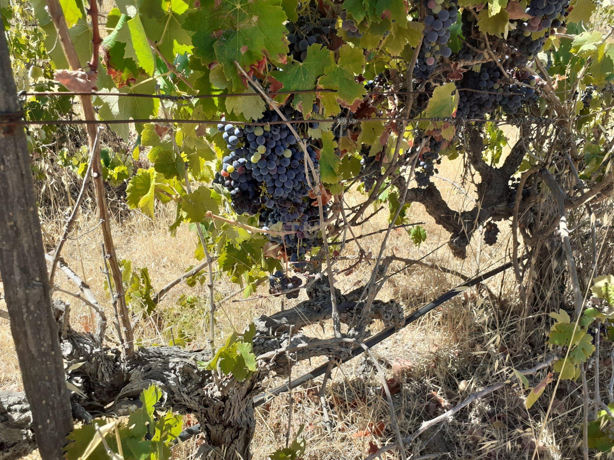 Quinta Vale de Sobrados - Redondo - Image 21