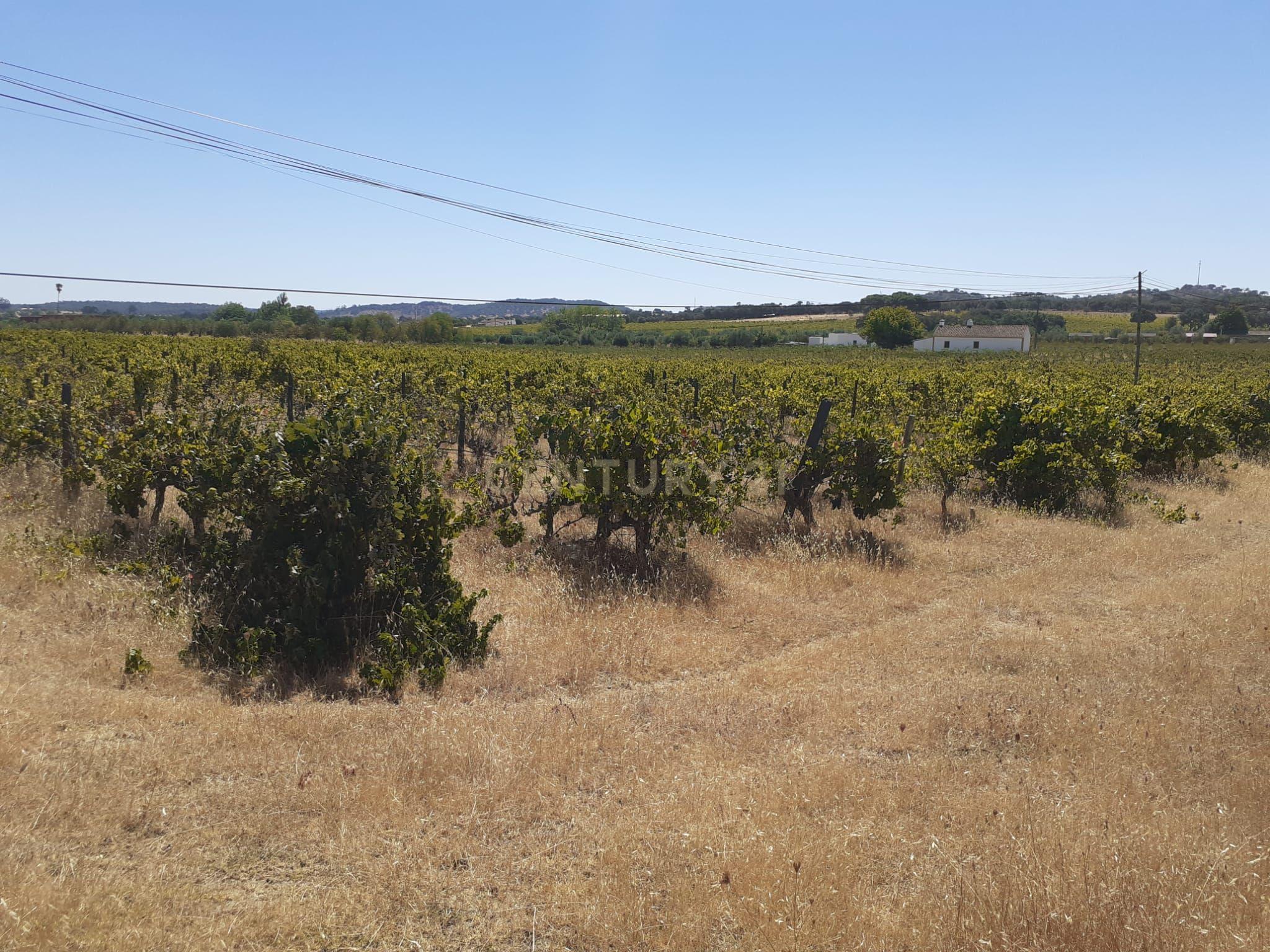 Quinta Vale de Sobrados - Redondo - Image 17