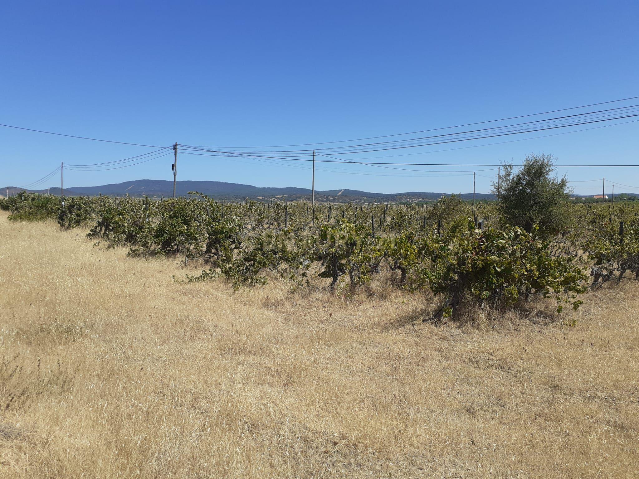 Quinta Vale de Sobrados - Redondo - Image 15
