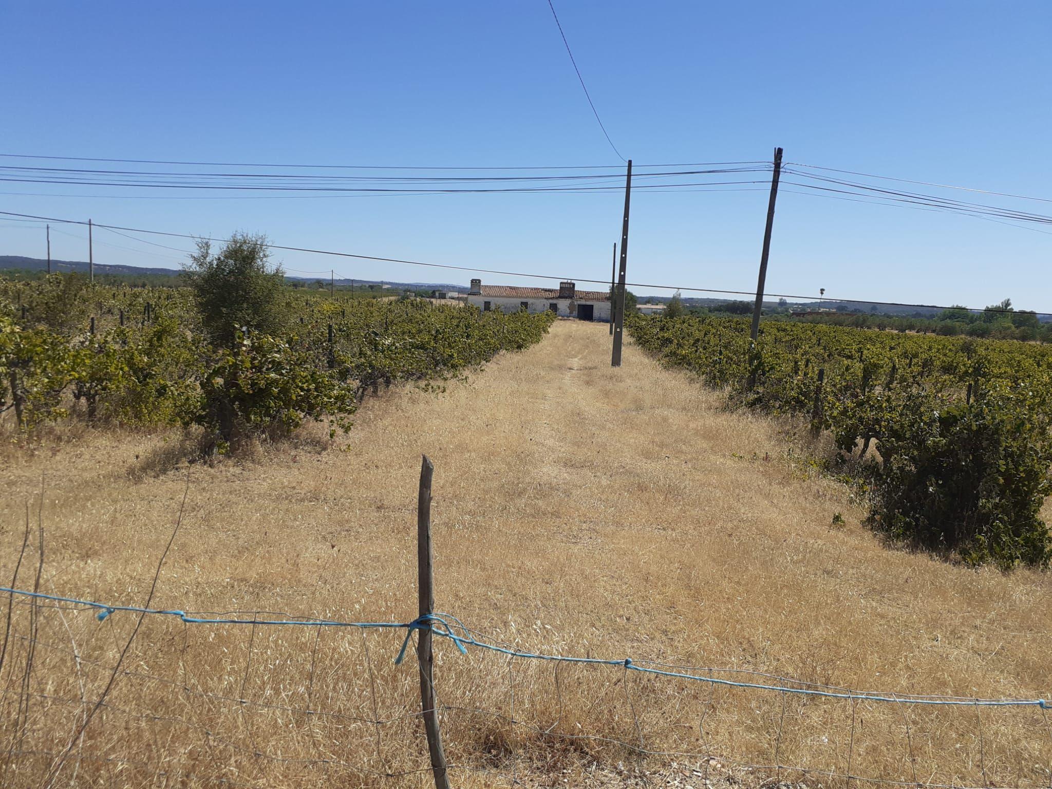 Quinta Vale de Sobrados - Redondo - Image 8