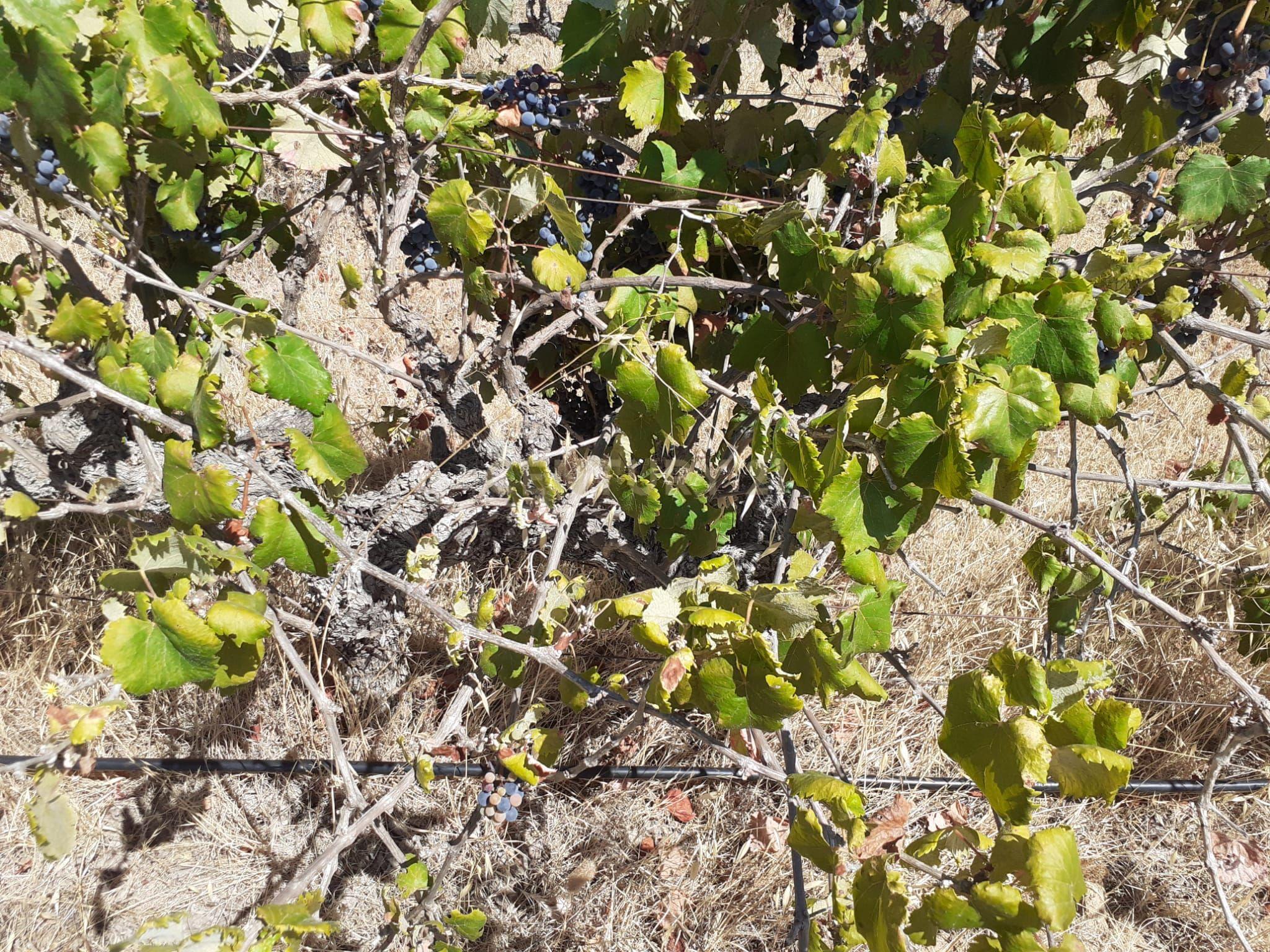 Quinta Vale de Sobrados - Redondo - Image 19